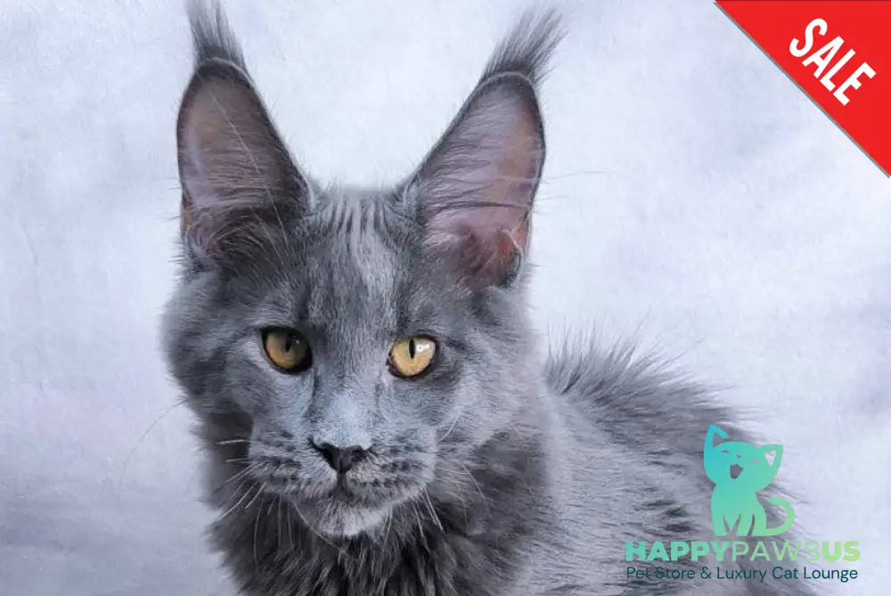 Axel Maine Coon male blue silver live animals