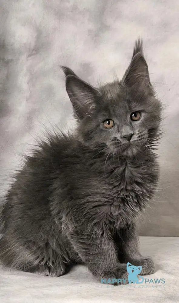 Axel Maine Coon male blue silver live animals