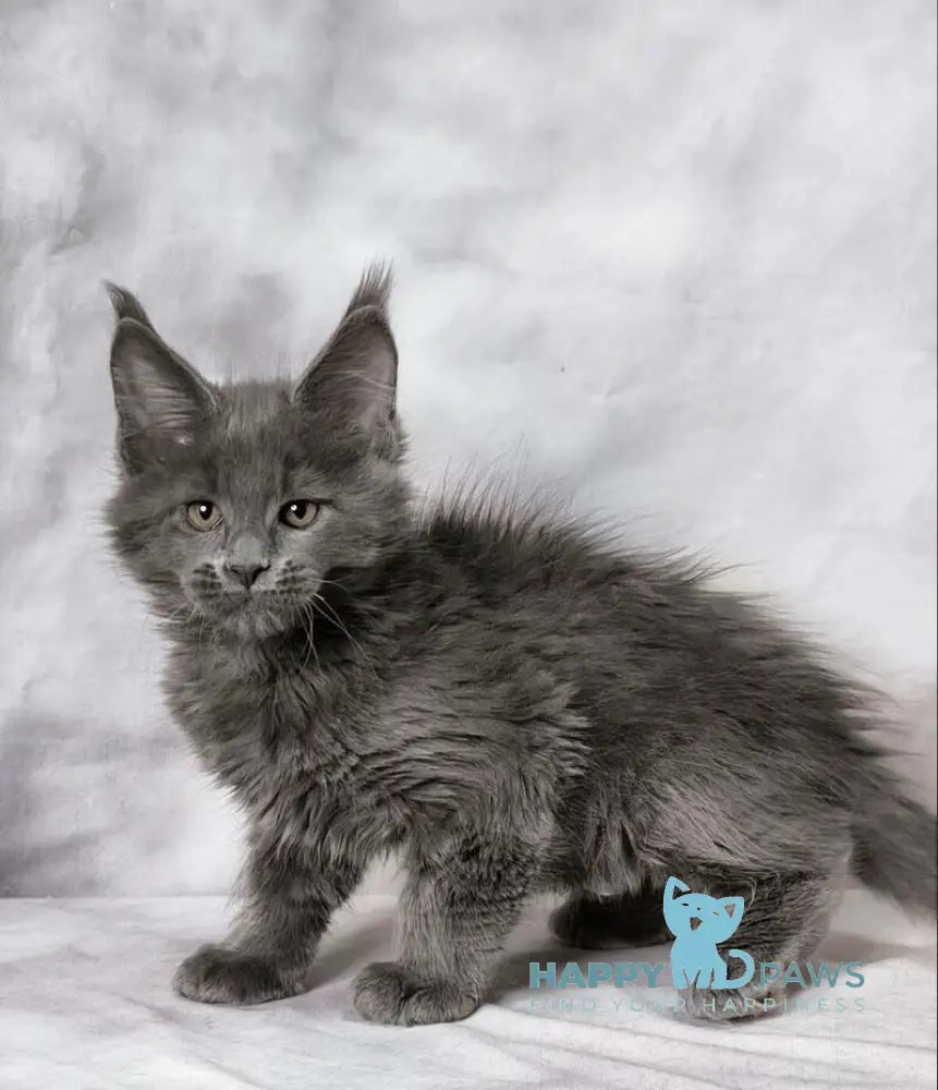 Axel Maine Coon male blue silver live animals