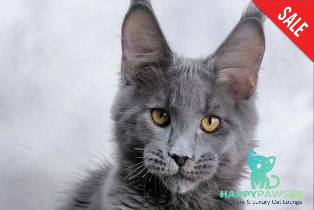 Axel Maine Coon male blue silver live animals
