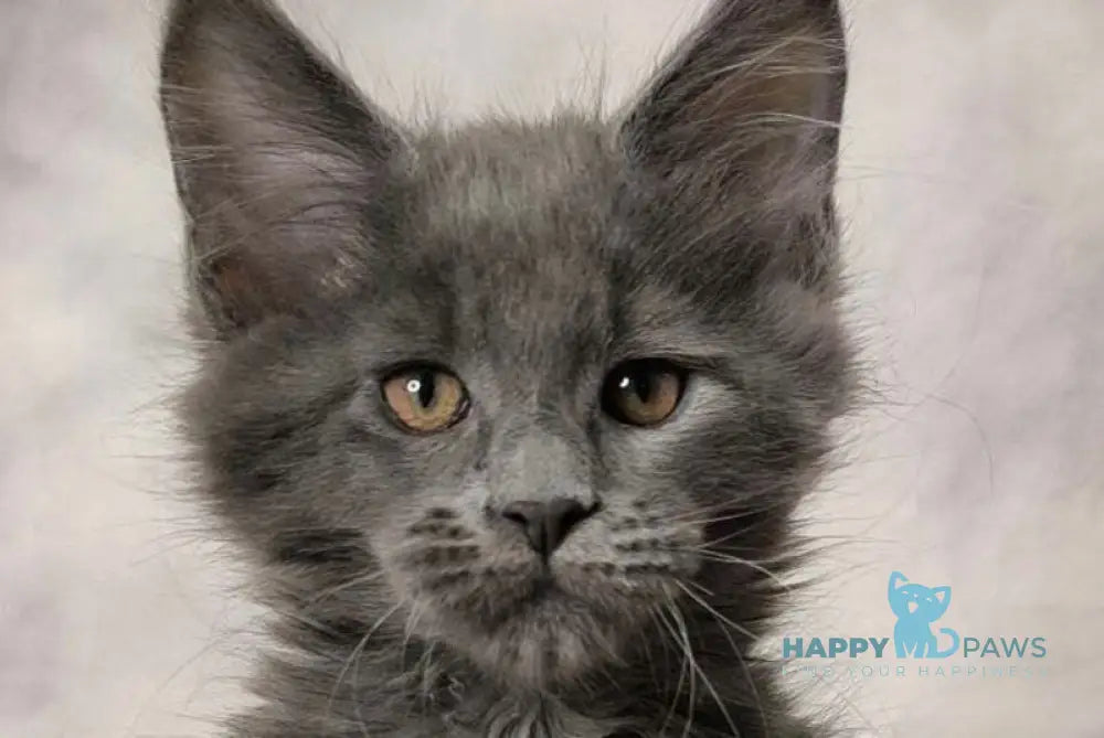 Axel Maine Coon male blue silver live animals