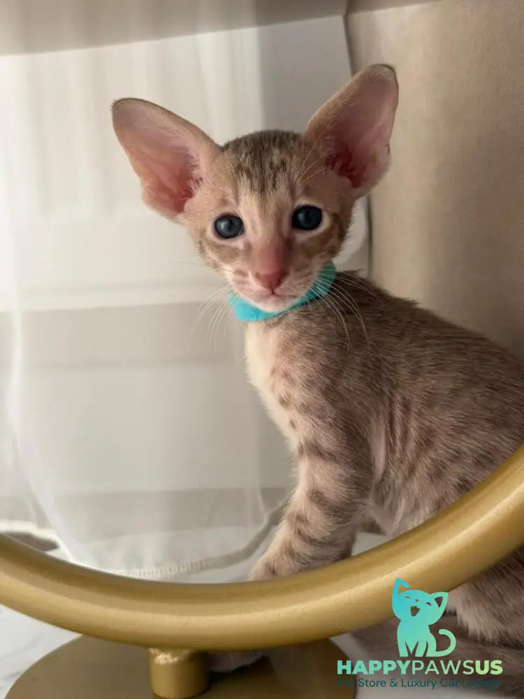 Axel Oriental Shorthair male lilac spotted tabby - live animals