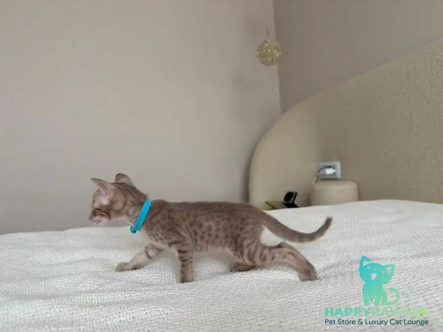 Axel Oriental Shorthair male lilac spotted tabby - live animals