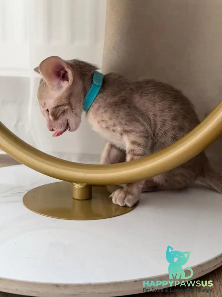 Axel Oriental Shorthair male lilac spotted tabby - live animals