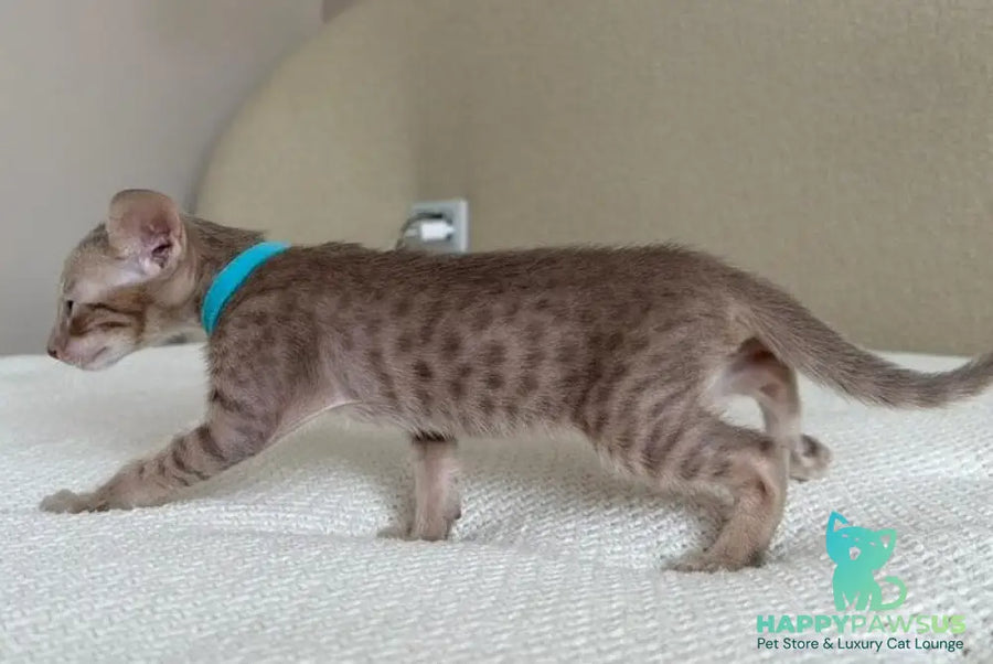 Axel Oriental Shorthair male lilac spotted tabby - live animals