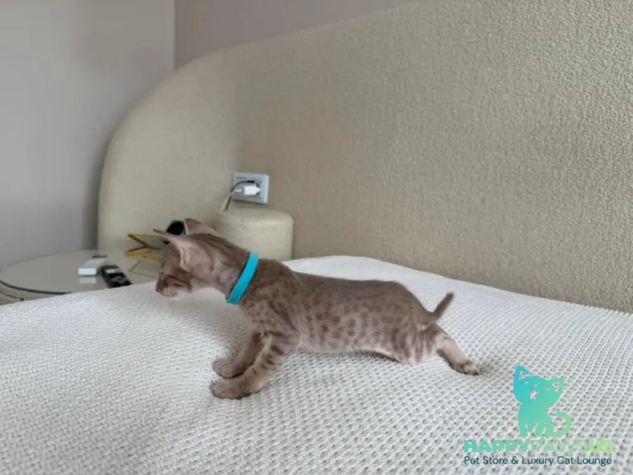 Axel Oriental Shorthair male lilac spotted tabby - live animals