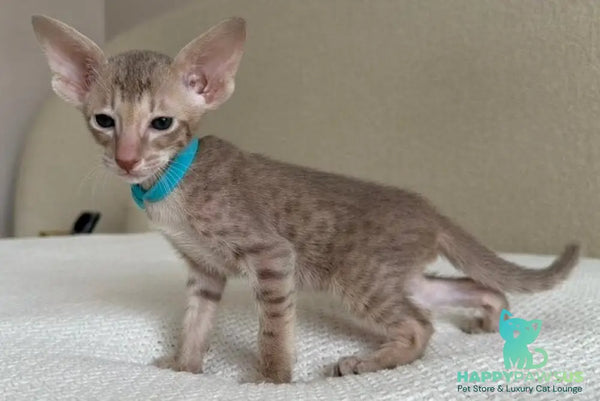 Axel Oriental Shorthair male lilac spotted tabby - live animals