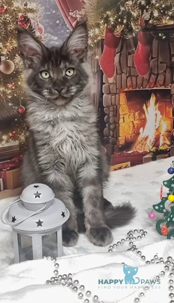 Axwel Maine Coon male black silver live animals