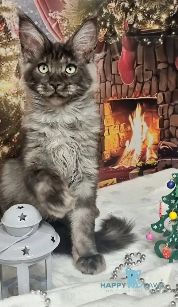 Axwel Maine Coon male black silver live animals