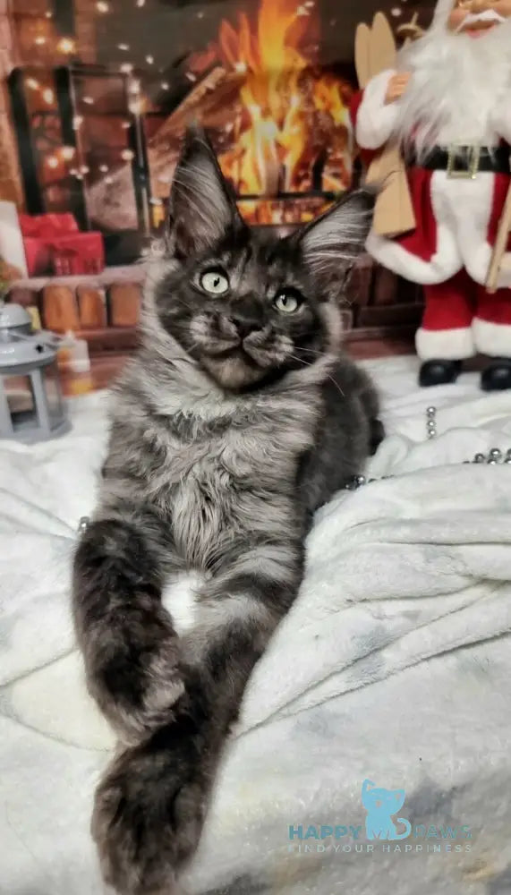 Axwel Maine Coon male black silver live animals
