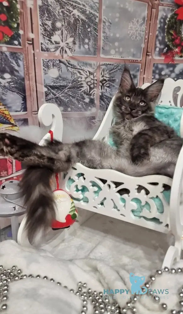 Axwel Maine Coon male black silver live animals