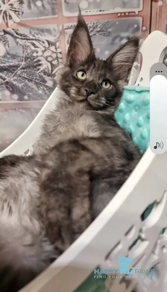 Axwel Maine Coon male black silver live animals