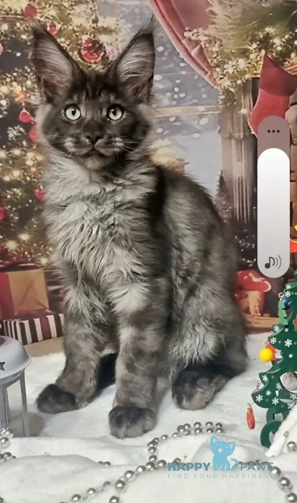 Axwel Maine Coon male black silver live animals