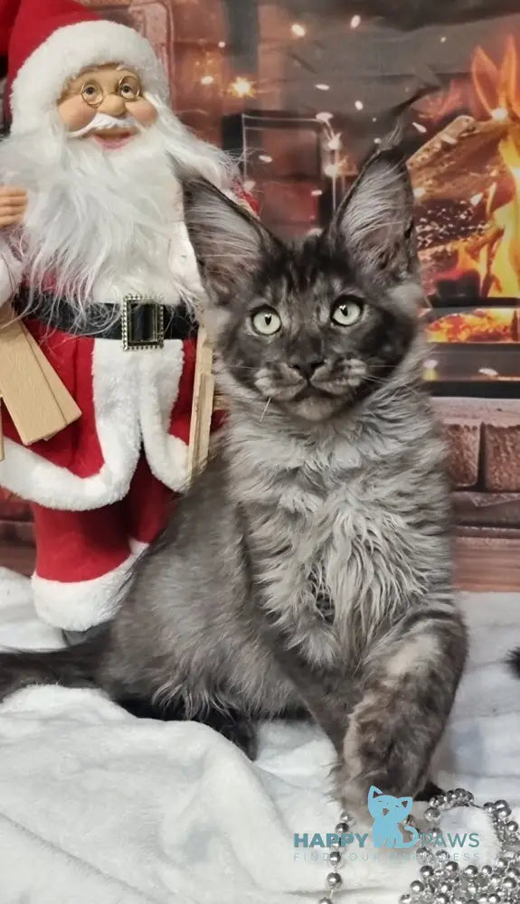 Axwel Maine Coon male black silver live animals