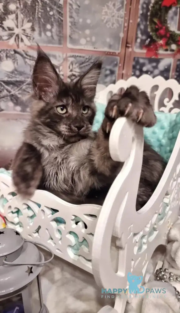 Axwel Maine Coon male black silver live animals