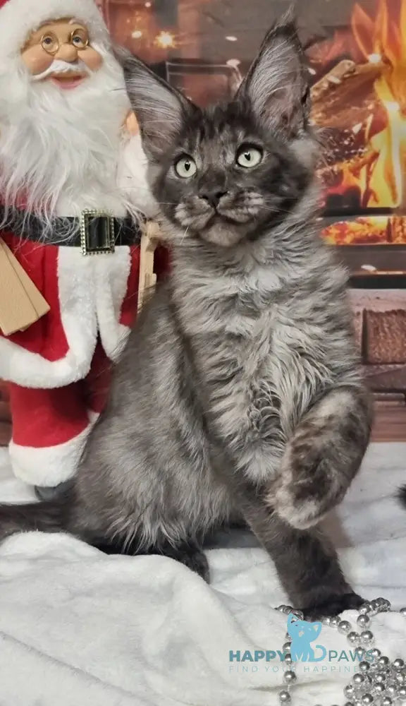 Axwel Maine Coon male black silver live animals