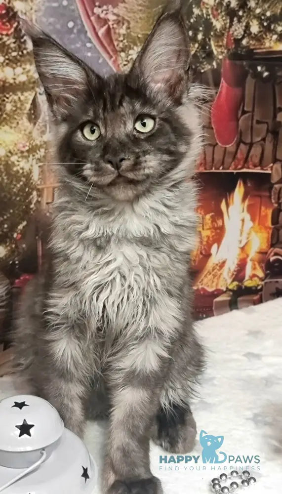 Axwel Maine Coon male black silver live animals