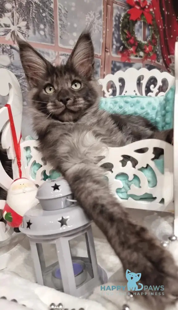 Axwel Maine Coon male black silver live animals