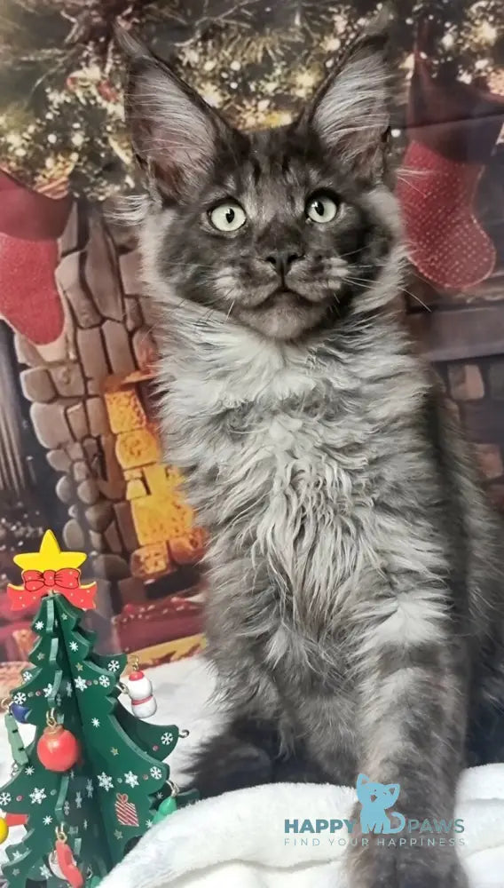 Axwel Maine Coon male black silver live animals