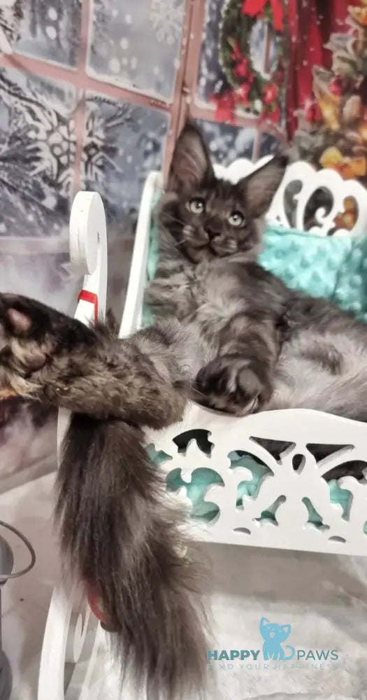 Axwel Maine Coon male black silver live animals