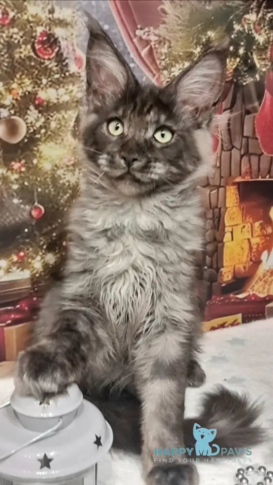 Axwel Maine Coon male black silver live animals