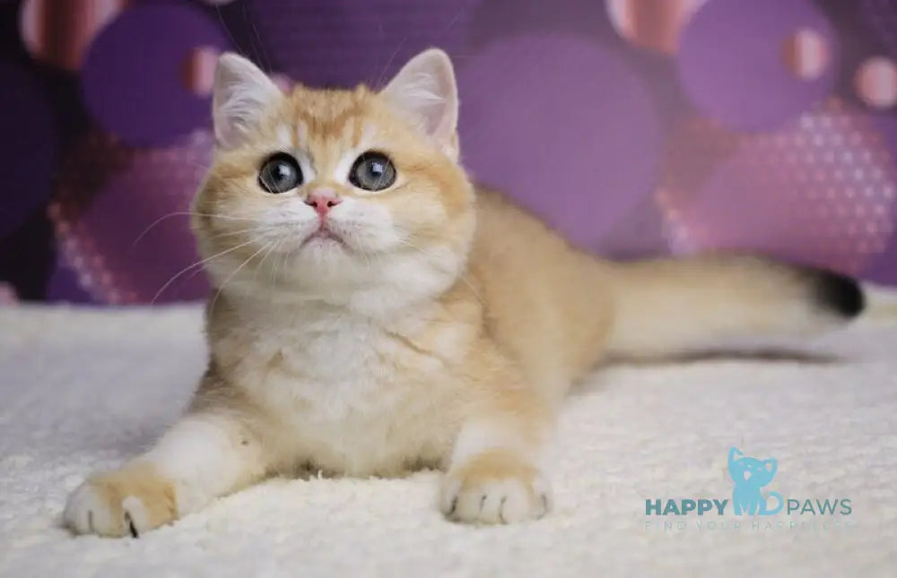 Aya British Shorthair female black golden shaded live animals