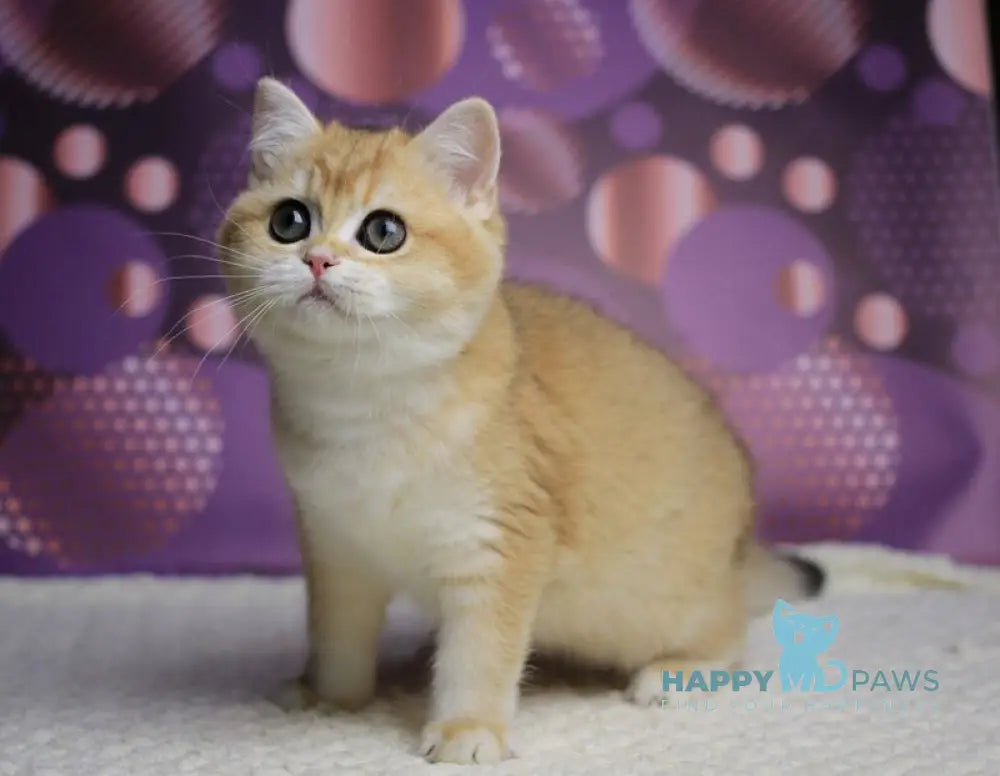 Aya British Shorthair female black golden shaded live animals