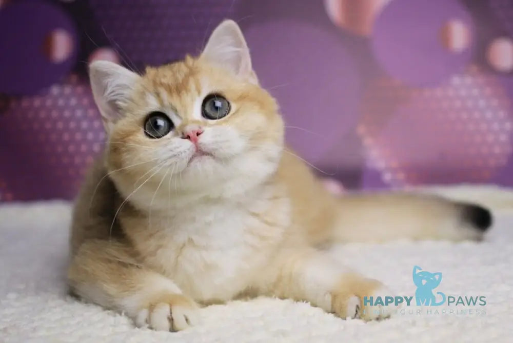 Aya British Shorthair female black golden shaded live animals