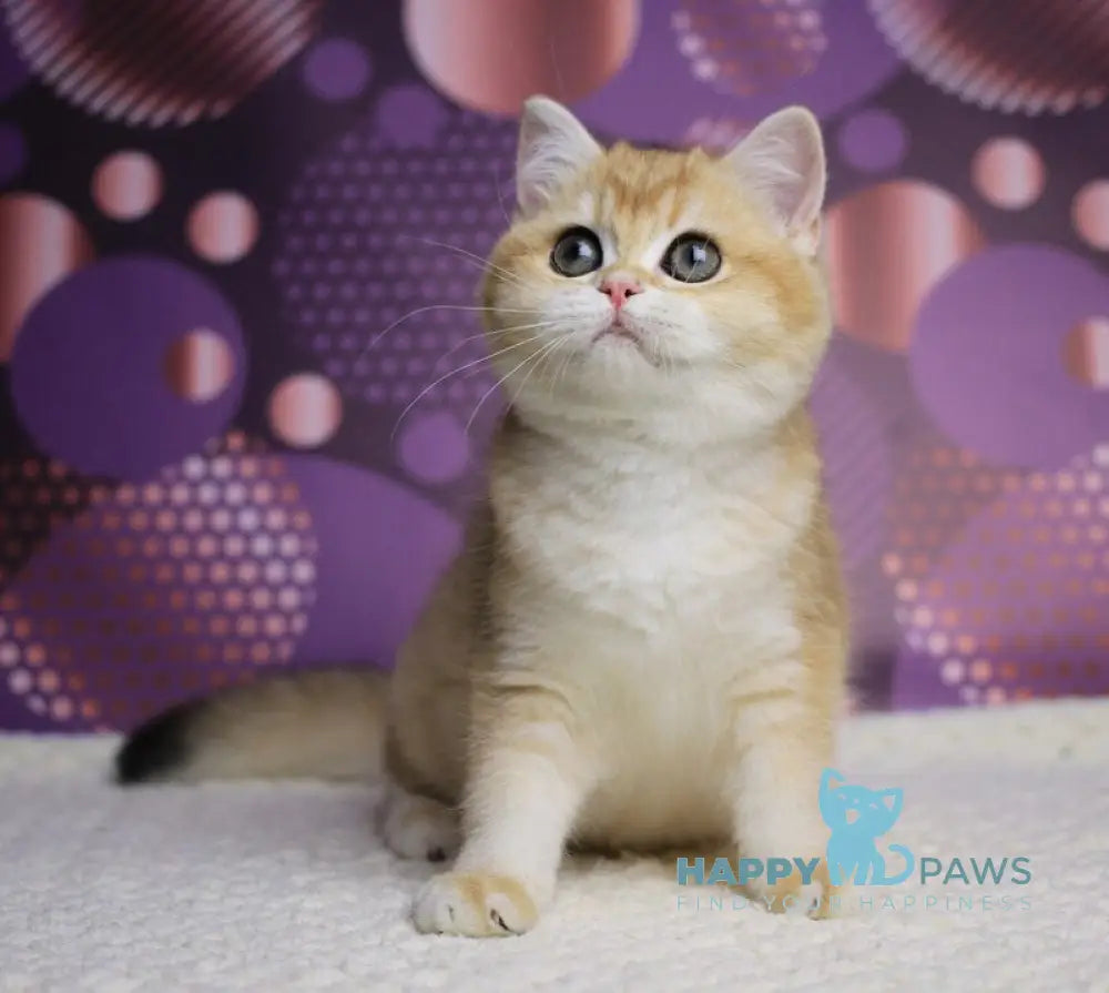 Aya British Shorthair female black golden shaded live animals