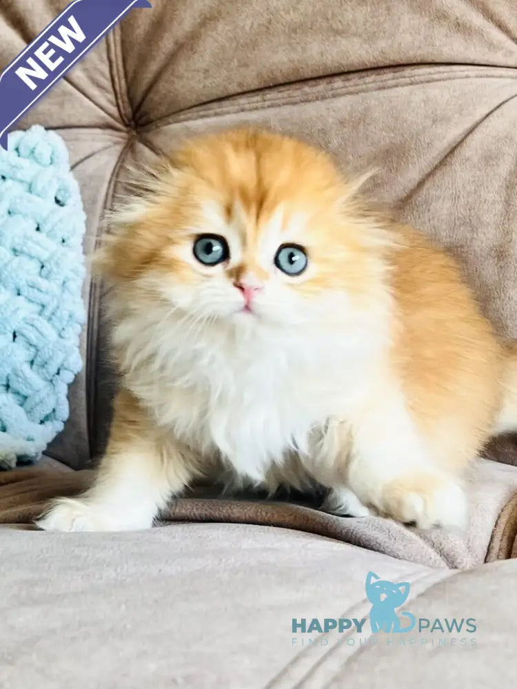 Ayk Scottish Fold male black golden chinchilla live animals