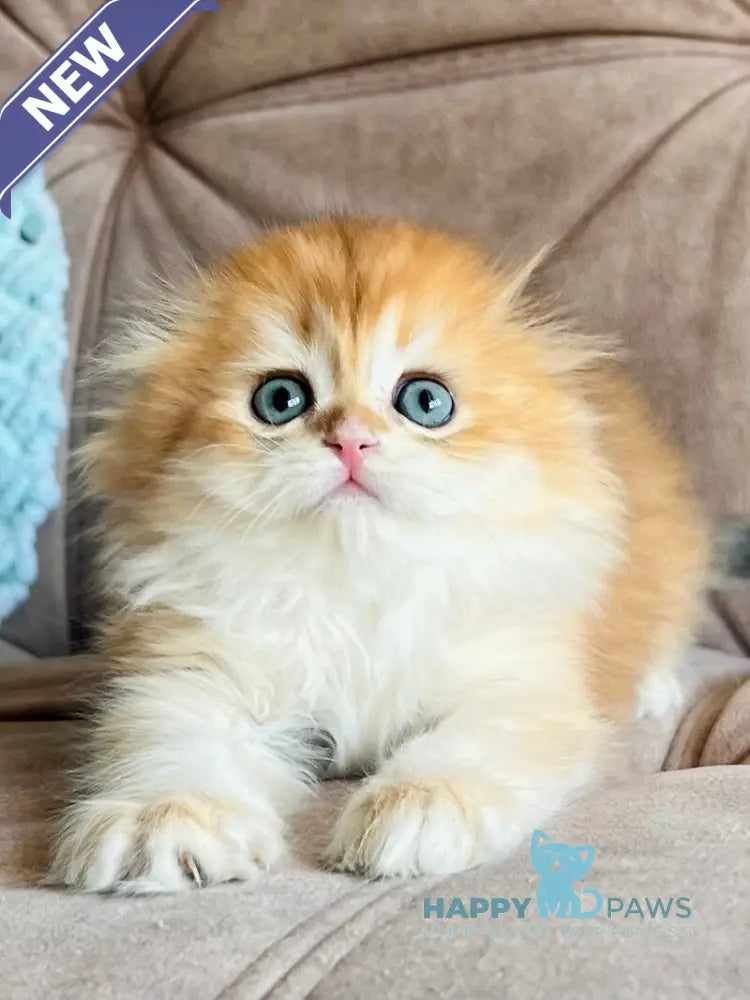 Ayk Scottish Fold male black golden chinchilla live animals