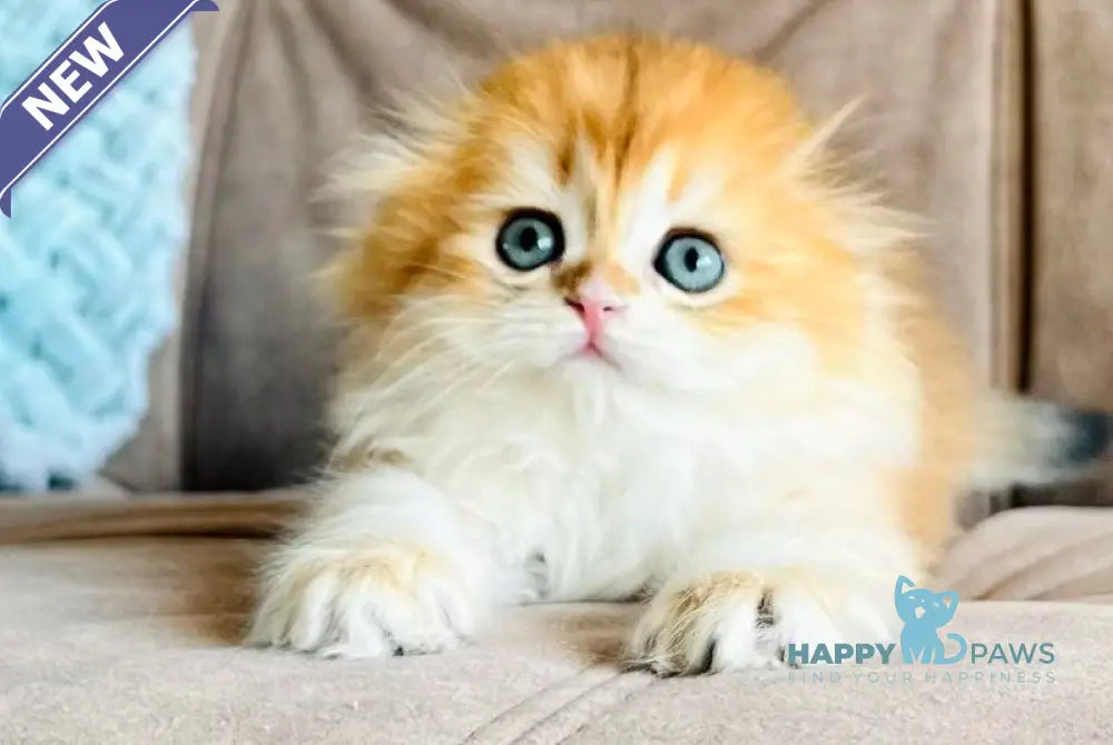 Ayk Scottish Fold male black golden chinchilla live animals