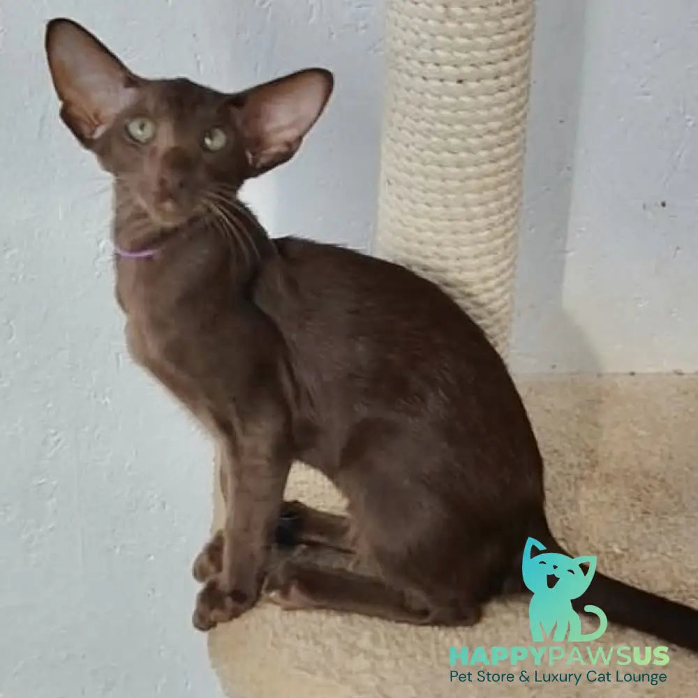 Ayla Oriental Shorthair female chocolate - live animals