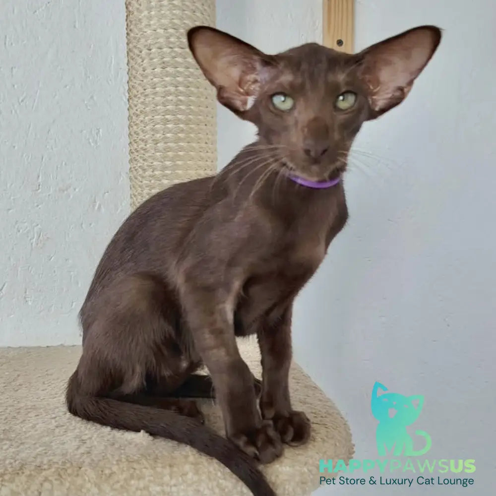 Ayla Oriental Shorthair female chocolate - live animals