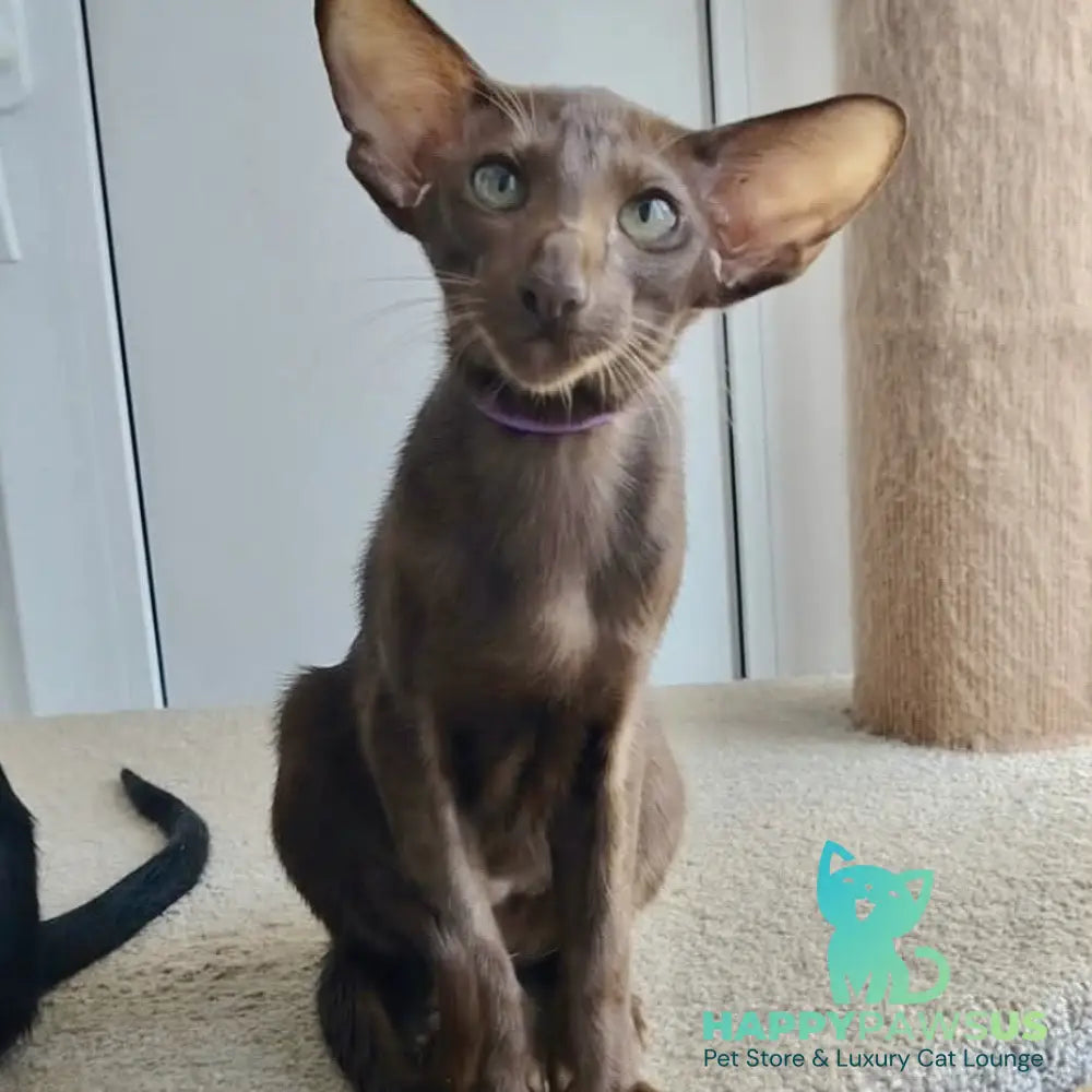 Ayla Oriental Shorthair female chocolate - live animals