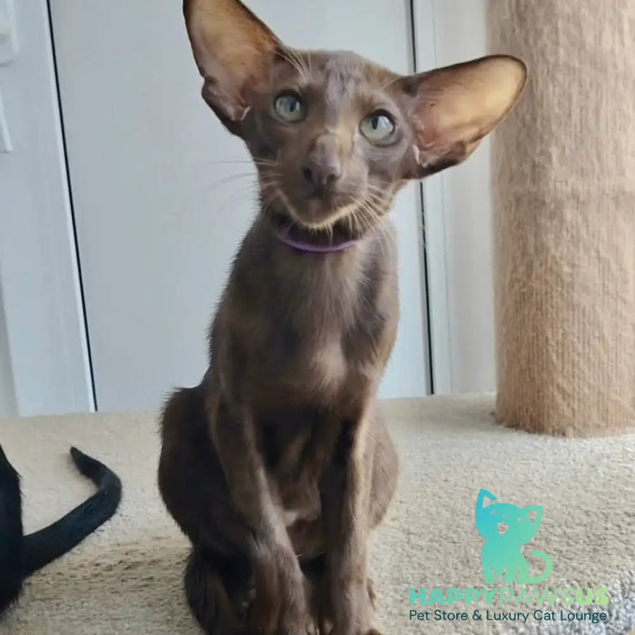 Ayla Oriental Shorthair female chocolate - live animals