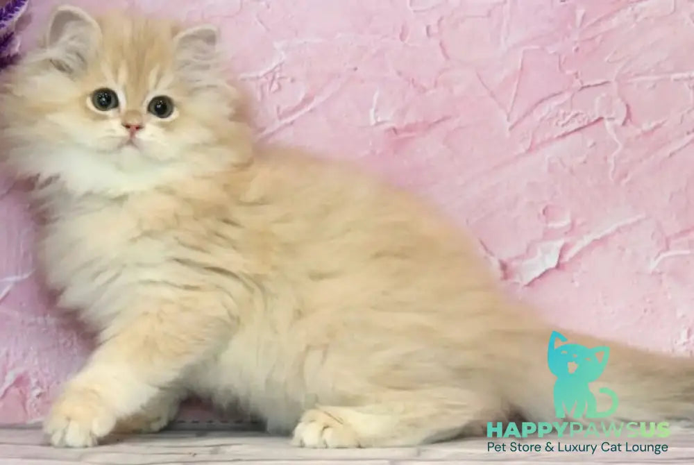 Azalea British Longhair female lilac golden chinchilla - live animals