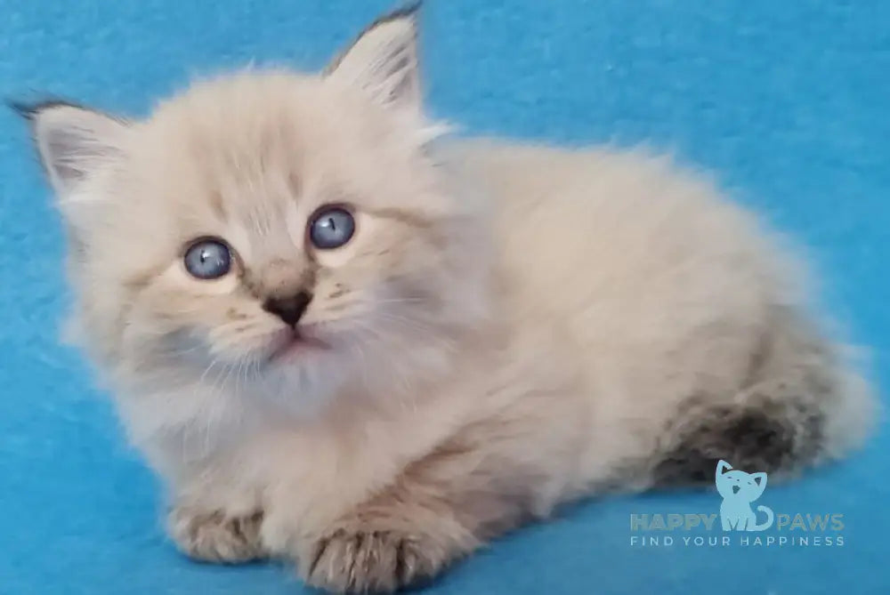 Azaliya Siberian female black tabby pointed - live animals