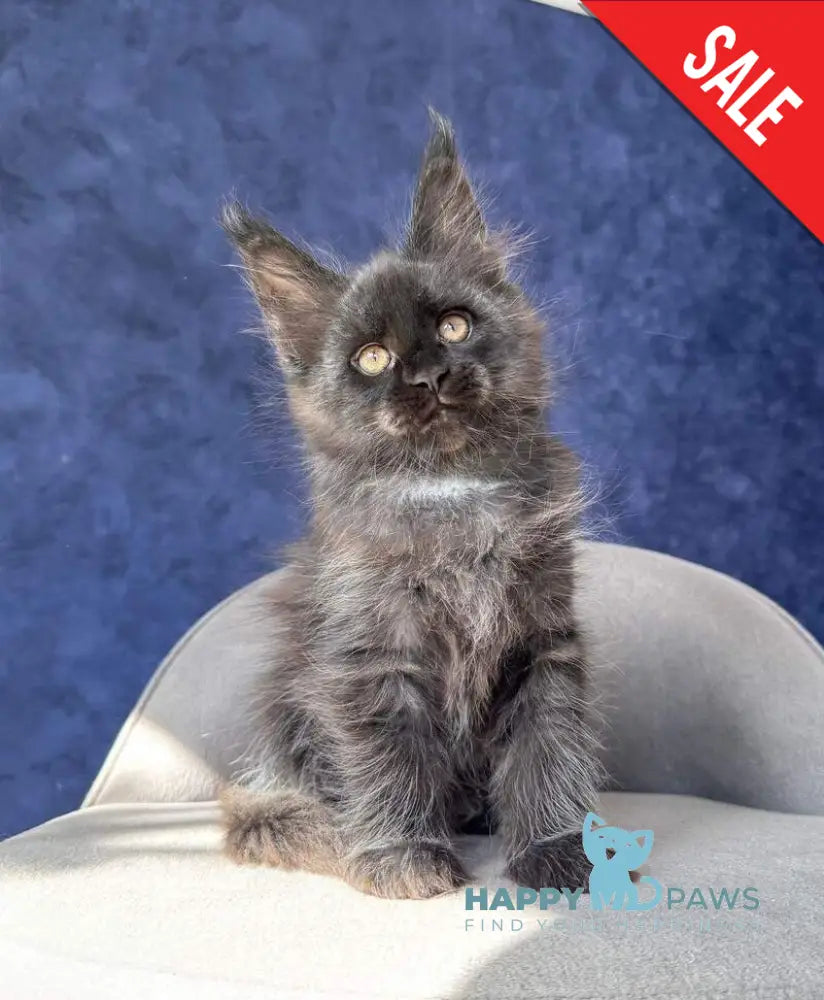 Azari Maine Coon female black silver with white - live animals