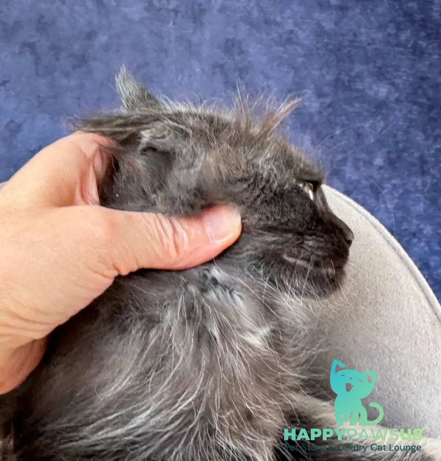 Azari Maine Coon female black silver with white - live animals