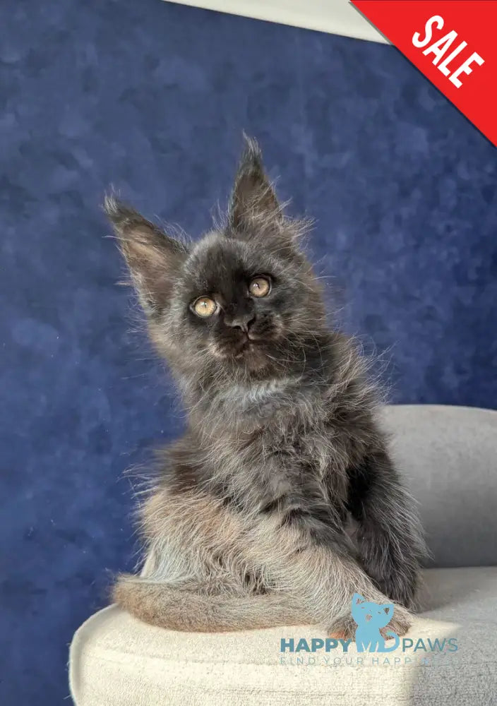 Azari Maine Coon female black silver with white - live animals