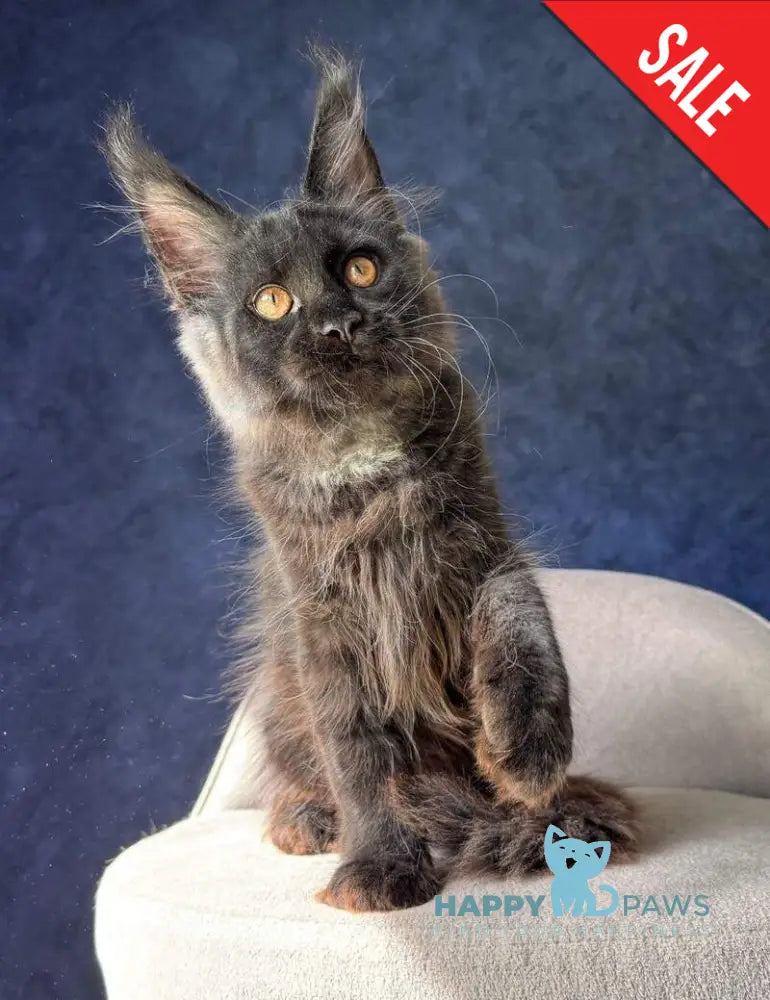 Azari Maine Coon female black silver with white - live animals