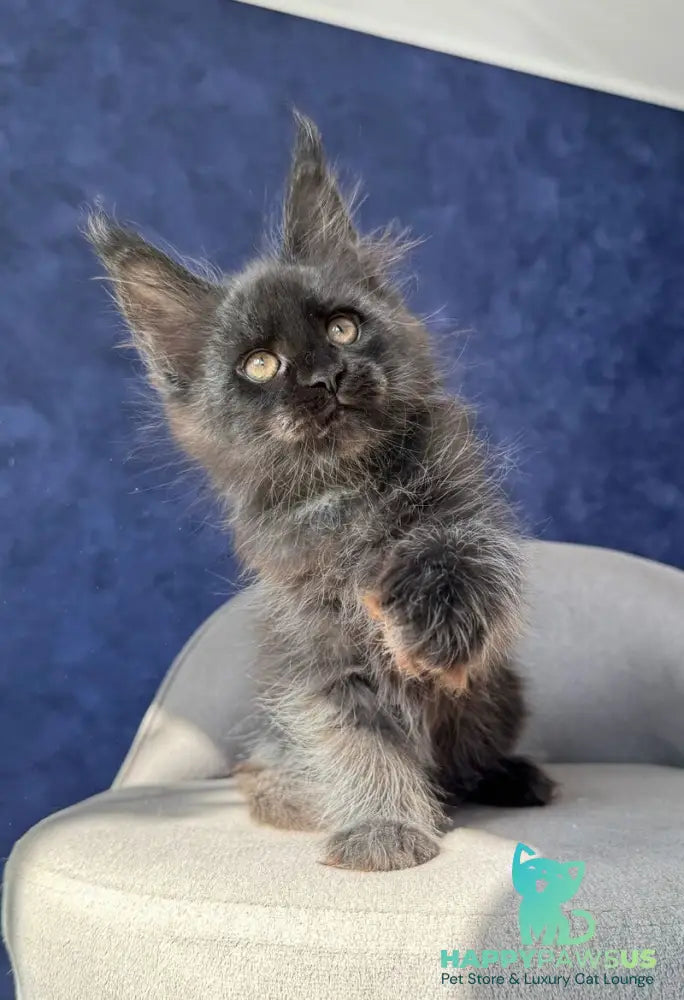Azari Maine Coon female black silver with white - live animals