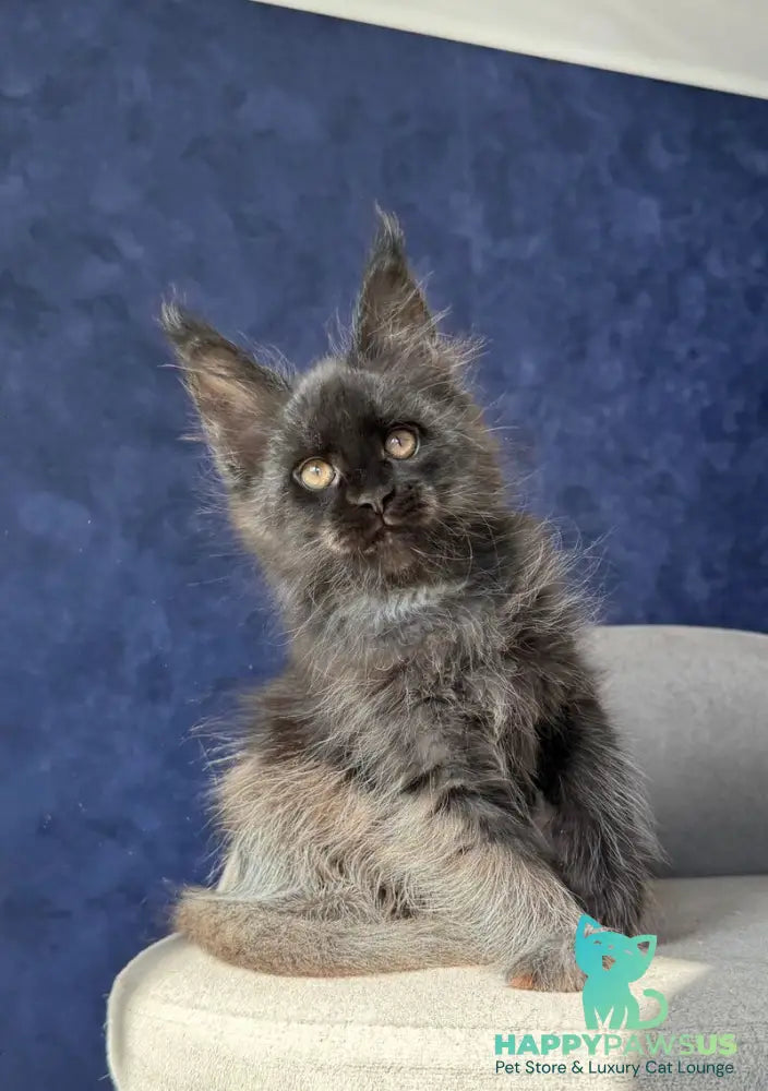 Azari Maine Coon female black silver with white - live animals