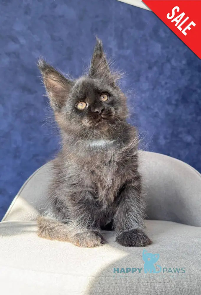 Azari Maine Coon female black silver with white - live animals
