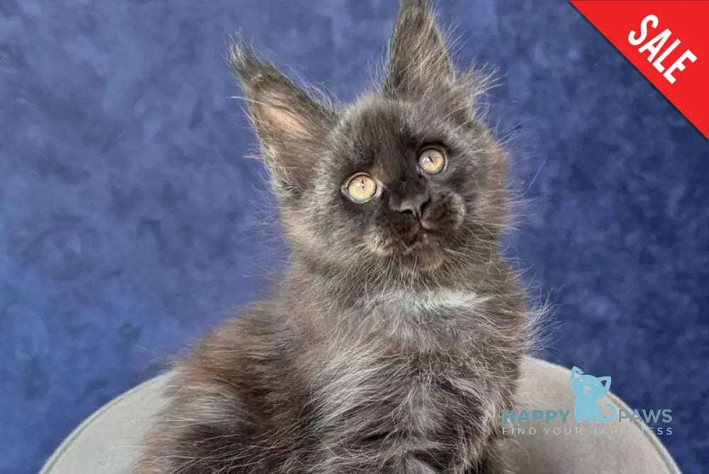 Azari Maine Coon female black silver with white - live animals