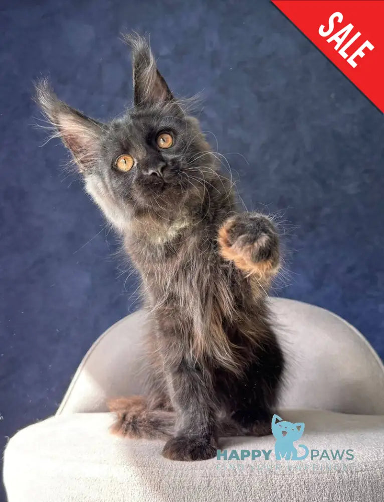 Azari Maine Coon female black silver with white - live animals