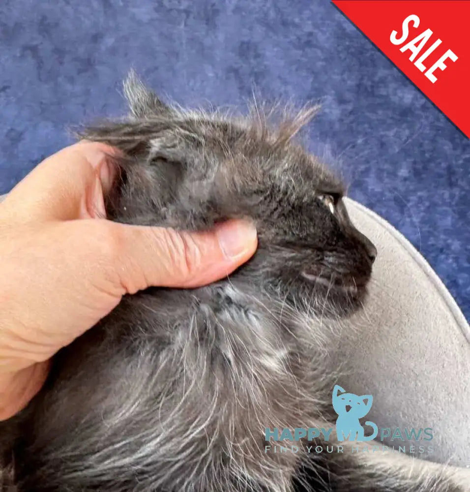 Azari Maine Coon female black silver with white - live animals