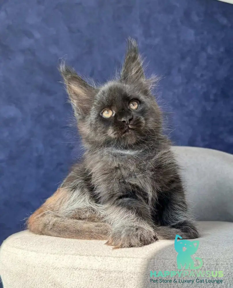 Azari Maine Coon female black silver with white - live animals