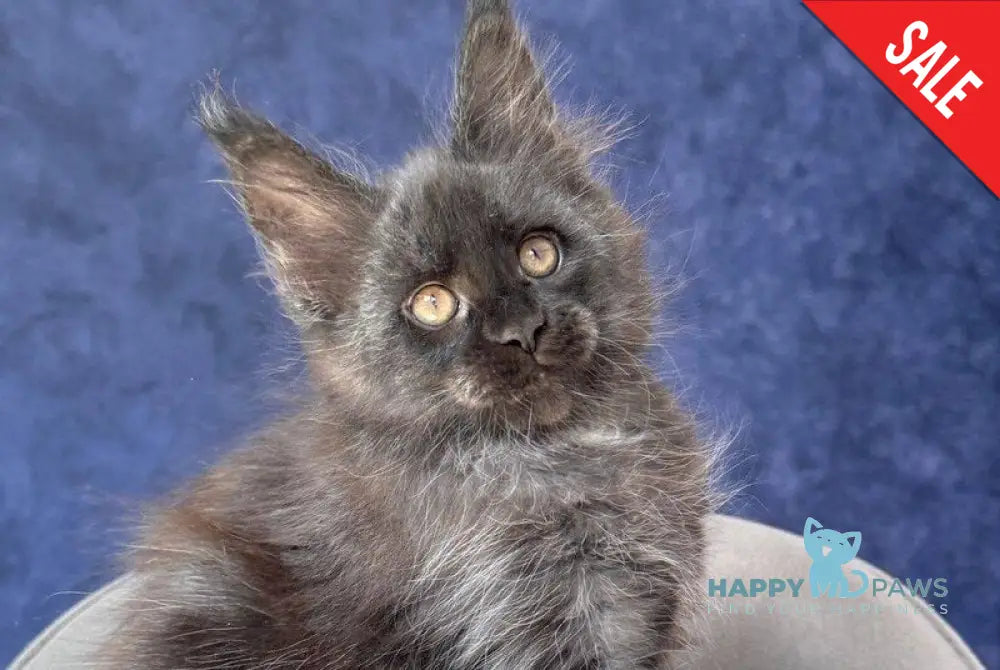 Azari Maine Coon female black silver with white - live animals
